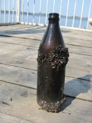 IMG 6617-1