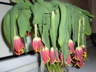tulpes